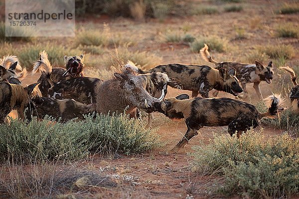 Afrikanische Wildhunde (Lycaon pictus)  erwachsen  Rudel erbeutet Warzenschwein (Phacochoerus aethiopicus)  Tswalu Game Reserve  Kalahari  Nordkap  Südafrika  Afrika