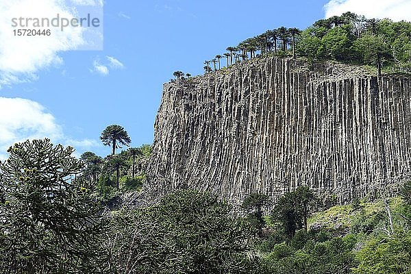 Araukariengewächse (Araucariaceae) auf Basaltfelsen  Remeco  Provinz Neuquén  Argentinien  Südamerika