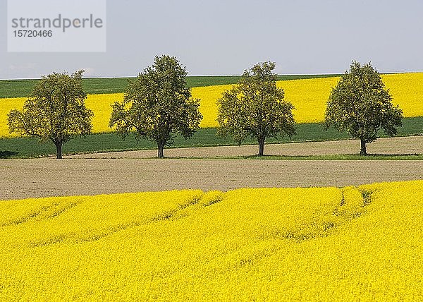 Bäume zwischen blühenden Rapsfeldern  Agrarlandschaft bei Bad Schallerbach  Hausruckviertel  Oberösterreich  Österreich  Europa