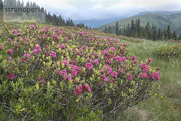 Alpenrose  Schneerose oder Rostblättrige Alpenrose (Rhododendron ferrugineum)  Tirol  Österreich  Europa