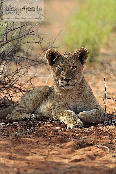 Löwe (Panthera leo)  Jungtier ruht sich im Schatten aus  Tswalu Game Reserve  Kalahari  Nordkap  Südafrika  Afrika