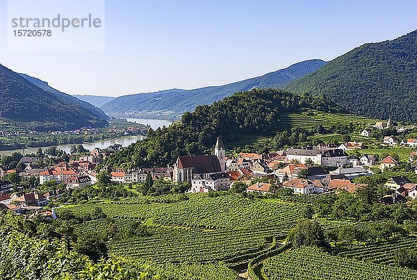 Weinberge  Spitz an der Donau  Wachau  Niederösterreich  Österreich  Europa