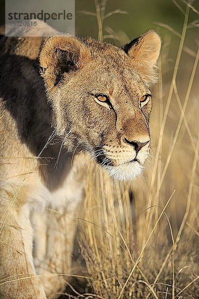 Löwin (Panthera leo)  erwachsen  Tierporträt  Mountain Zebra National Park  Ostkap  Südafrika  Afrika