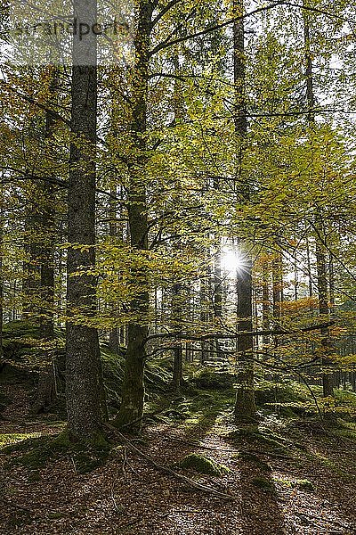 Sonnenstrahlen scheinen durch Mischwald im Herbst  Hinterzarten  Schwarzwald  Baden-Württemberg  Deutschland  Europa