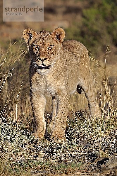 Löwin (Panthera leo)  subadult  Mountain Zebra National Park  Ostkap  Südafrika  Afrika