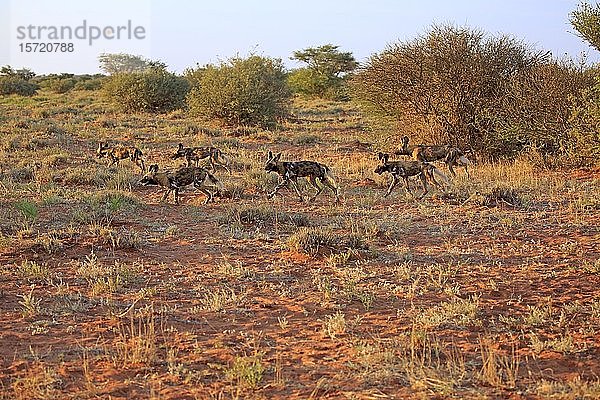 Afrikanische Wildhunde (Lycaon pictus)  erwachsen  Rudel auf der Jagd  Tswalu Game Reserve  Kalahari  Nordkap  Südafrika  Afrika