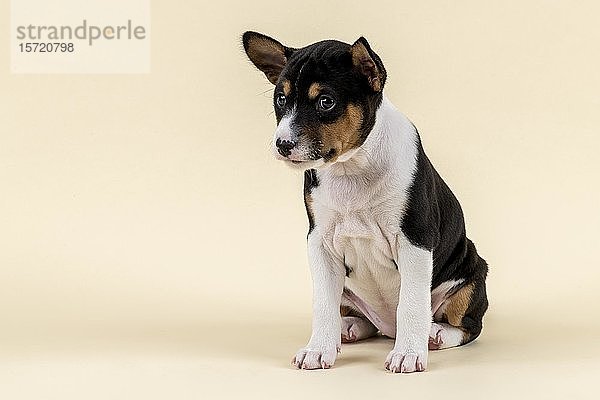 Basenji oder Kongo Terrier (Canis lupus familiaris)  Jungtier  6 Wochen  tricolor  sitzend  Seitenansicht  Studioaufnahme  heller Hintergrund  Österreich  Europa