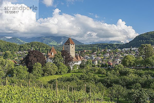 Weinberge mit Schloss Spiez  Spiez  Berner Oberland  Schweiz  Europa