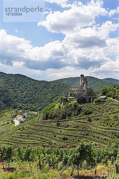 Weinanbaugebiet  Reben  Burgruine Senftenberg  Senftenberg  Kremstal  Wachau  Niederösterreich  Österreich  Europa