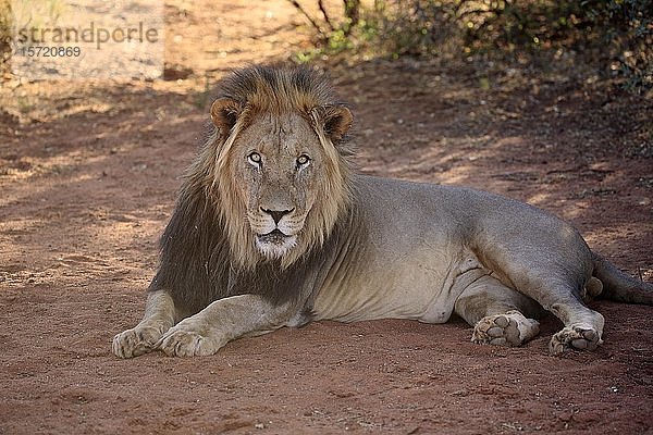 Kalahari-Löwe (Panthera leo vernayi)  erwachsen  männlich  ruhend  Tswalu Wildreservat  Kalahari  Nordkap  Südafrika  Afrika