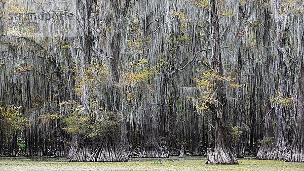 Sumpfzypressen (Taxodium distichum) im Herbst mit Spanischem Moos (Tillandsia usneoides)  Atchafalaya-Becken  Louisiana  USA  Nordamerika