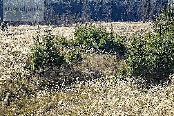 Windwurffläche mit typischer Vegetation  Kleinröhricht (Calamagrostis) und Fichten (Picea abies)  Arnsberger Wald  Nordrhein-Westfalen  Deutschland  Europa