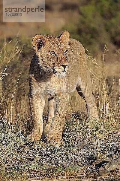 Löwin (Panthera leo)  subadult  Ausschau haltend  Mountain Zebra National Park  Ostkap  Südafrika  Afrika