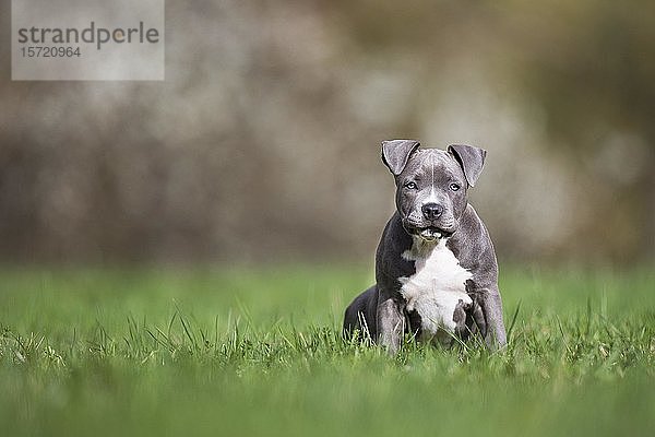 Staffordshire Terrier Welpe sitzt auf einer Wiese  Österreich  Europa