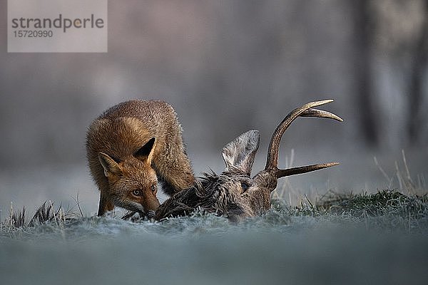 Rotfuchs (Vulpes vulpes) frisst im Winter an totem Reh  Eifel  Rheinland-Pfalz  Deutschland  Europa