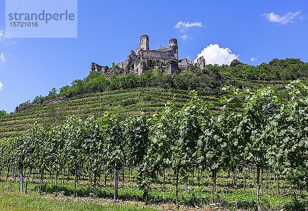 Weinanbaugebiet  Reben  Burgruine Senftenberg  Senftenberg  Kremstal  Wachau  Niederösterreich  Österreich  Europa