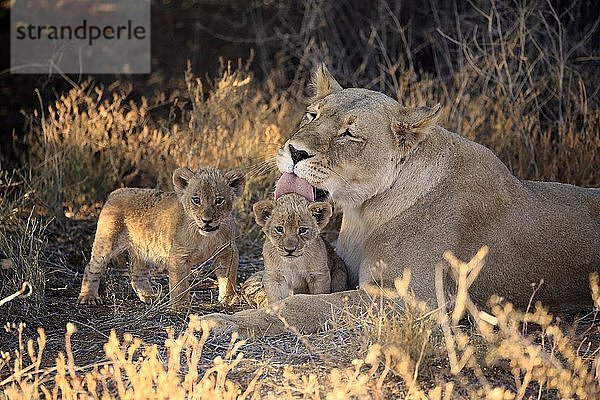 Löwen (Panthera leo)  Muttertier mit zwei Jungtieren  Fellpflege  Sozialverhalten  Tswalu Game Reserve  Kalahari  Nordkap  Südafrika  Afrika