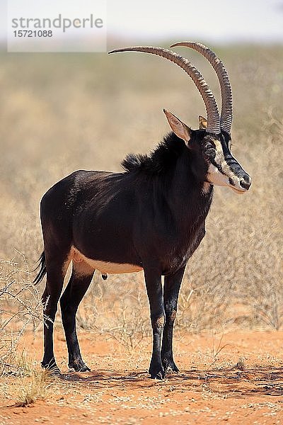 Rappenantilope (Hippotragus niger)  erwachsen  männlich  Tswalu Wildreservat  Kalahari  Nordkap  Südafrika  Afrika