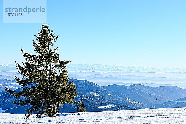 Blick vom schneebedeckten Gipfel des Belchen auf Höhenzüge und Alpenkette Schwarzwald  Baden-Württemberg  Deutschland  Europa