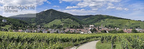 Stadtbild mit Weinbergen  Ribeauville  Elsass  Frankreich  Europa