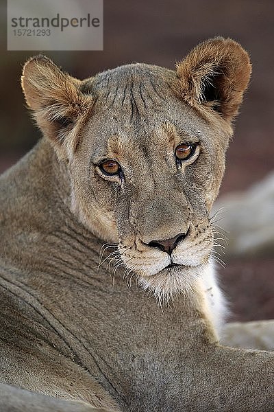 Löwin (Panthera leo)  erwachsen  Tierportrait  Tswalu Wildreservat  Kalahari  Nordkap  Südafrika  Afrika