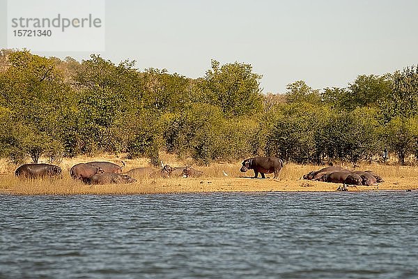 Flusspferde (Hippopotamus amphibius) am Ufer  Karibasee  Simbabwe  Afrika