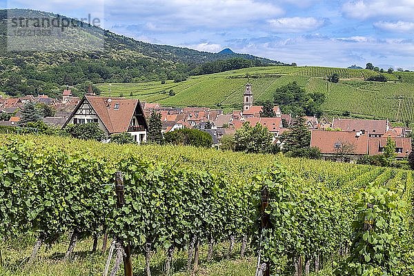 Weinbau  Weinberge  Riquewihr  Elsass  Frankreich  Europa