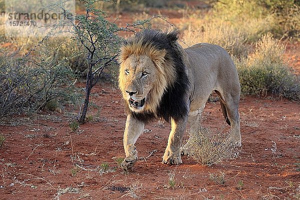 Kalahari-Löwe (Panthera leo vernayi)  erwachsen  männlich  geht durch Buschland  Tswalu Wildreservat  Kalahari  Nordkap  Südafrika  Afrika