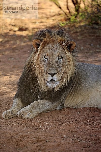 Kalahari-Löwe (Panthera leo vernayi)  erwachsen  männlich  Tierporträt  ruhend  Tswalu-Wildreservat  Nordkap  Südafrika  Afrika