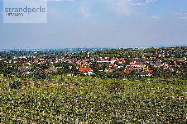 Weinberge  Langenlois  Kamptal  Waldviertel  Niederösterreich  Österreich  Europa