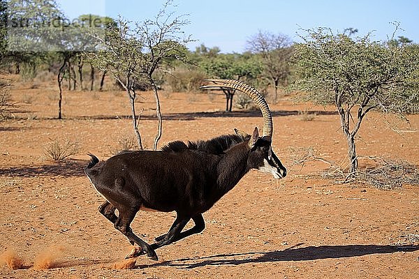 Rappenantilope (Hippotragus niger)  erwachsen  männlich  läuft durch Buschland  Tswalu Game Reserve  Kalahari  Nordkap  Südafrika  Afrika