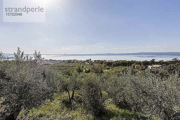 Olivenhain  im Hintergrund Bolsena-See  Bolsena  Latium  Italien