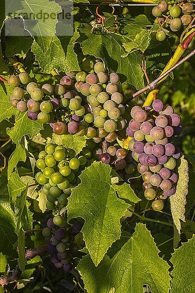 Blaue Weintrauben an den Reben  Quebec  Kanada  Nordamerika
