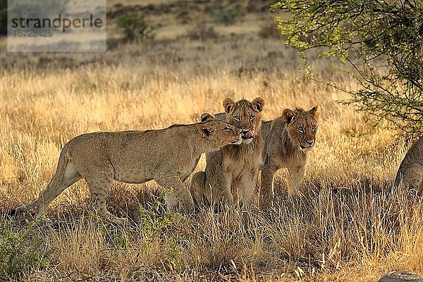 Löwen (Panthera leo)  subadult  männlich  drei Tiere  Begrüßung  Sozialverhalten  Mountain Zebra National Park  Ostkap  Südafrika  Afrika
