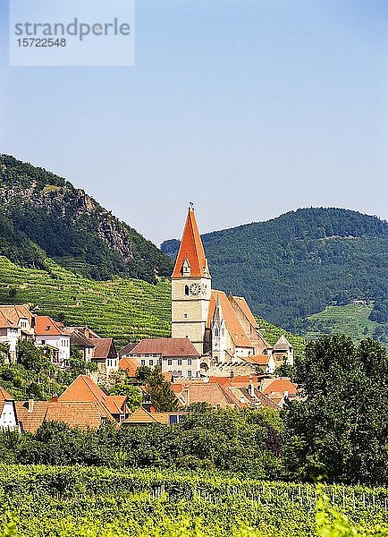 Pfarrkirche vor Weinbergen  Weißenkirchen in der Wachau  Niederösterreich  Österreich  Europa