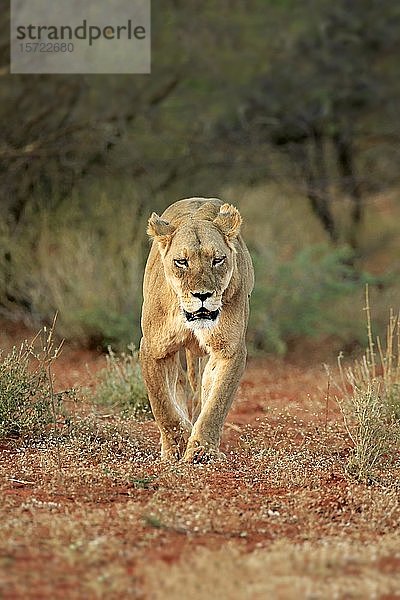 Löwin (Panthera leo)  erwachsen  geht durch Buschland  Tswalu Wildreservat  Kalahari  Nordkap  Südafrika  Afrika