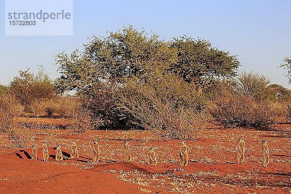 Erdmännchen (Suricata suricatta)  erwachsen  Gruppe aufrecht stehend am Tierbau  wachsam  Tswalu Wildreservat  Kalahari  Nordkap  Südafrika  Afrika