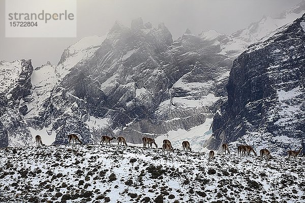 Guanakos (Llama guanicoe)  Herde grasend auf einem schneebedeckten Bergkamm  dahinter Paine-Massiv  Nationalpark Torres del Paine  Patagonien  Chile  Südamerika