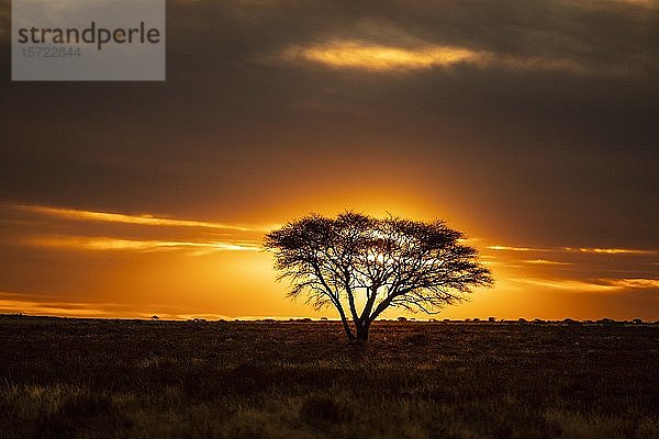 Wüste mit Baum bei Sonnenuntergang  nahe Kimberley  Südafrika  Afrika