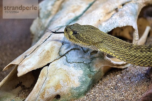 Giftige mexikanische Westküsten-Klapperschlange (Crotalus basiliscus)  in Gefangenschaft  Vorkommen Mexiko