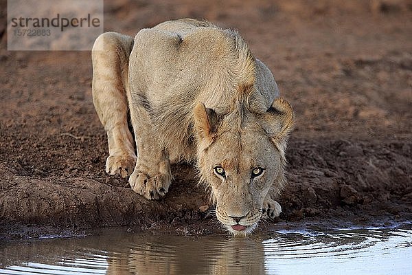 Kalahari-Löwe (Panthera leo vernayi)  subadultes Männchen beim Trinken am Wasserloch  Tswalu Wildreservat  Kalahari  Nordkap  Südafrika  Afrika