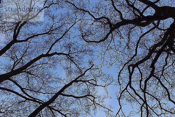 Silhouette von kahlen Bäumen  Äste  dahinter dunkelblauer Himmel  symbolisches Bild  Angst  erschreckend  Depression  dunkel  Deutschland  Europa