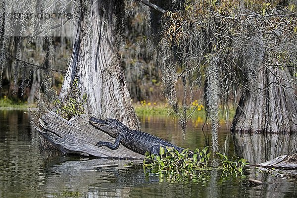 Amerikanischer Alligator (Alligator mississippiensis)  sitzt auf einem Baumstamm im Wasser  Atchafalaya-Becken  Louisiana  USA  Nordamerika
