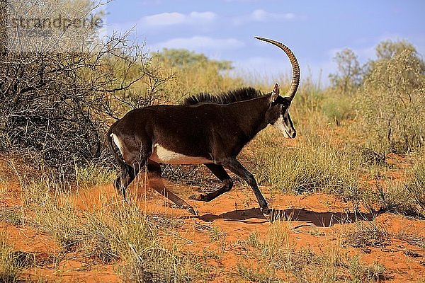 Rappenantilope (Hippotragus niger)  erwachsen  männlich  läuft durch Buschland  Tswalu Game Reserve  Kalahari  Nordkap  Südafrika  Afrika