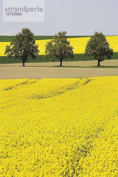 Bäume zwischen blühenden Rapsfeldern  Agrarlandschaft bei Bad Schallerbach  Hausruckviertel  Oberösterreich  Österreich  Europa