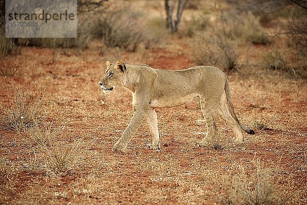 Löwin (Panthera leo)  erwachsen  weiblich  laufend  Tswalu Wildreservat  Kalahari  Nordkap  Südafrika  Afrika