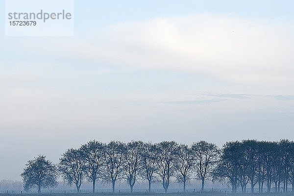 Baumreihe im Nebel  kahle Bäume  Niederrhein  Nordrhein-Westfalen  Deutschland  Europa