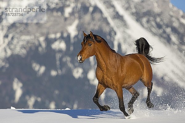 Araberhengst galoppiert im Schnee  Tirol  Österreich  Europa