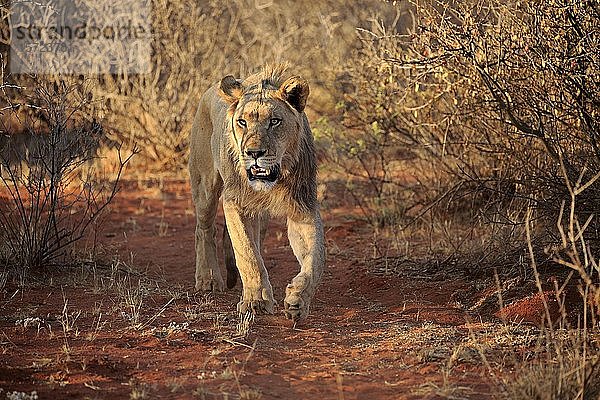 Löwe (Panthera leo)  subadult  junges Männchen läuft durch Buschland  Tswalu Wildreservat  Kalahari  Nordkap  Südafrika  Afrika