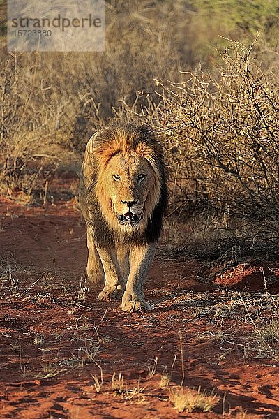 Kalahari-Löwe (Panthera leo vernayi)  erwachsen  männlich  gehend  frontal  Tswalu Wildreservat  Kalahari  Nordkap  Südafrika  Afrika